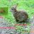 TheBigHase